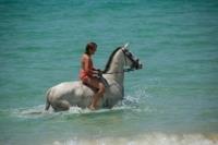 Horse Bathing Comporta Portugal