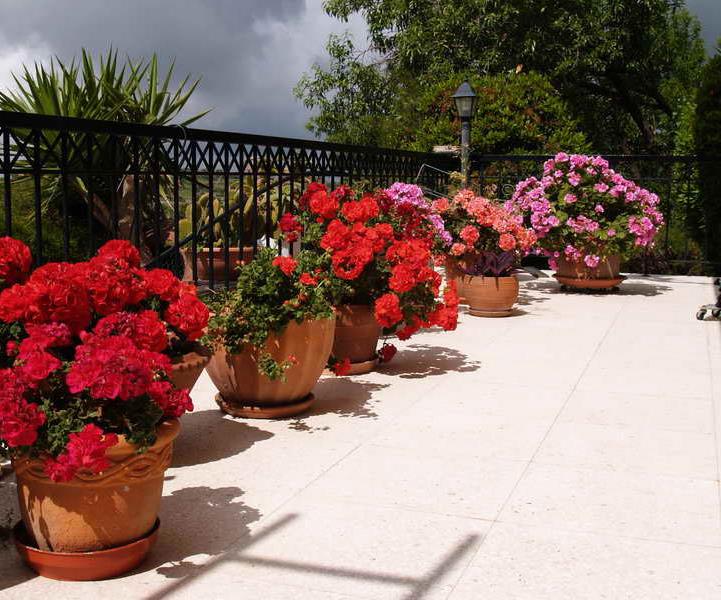 flower in pots in Cyprus villa for sale 