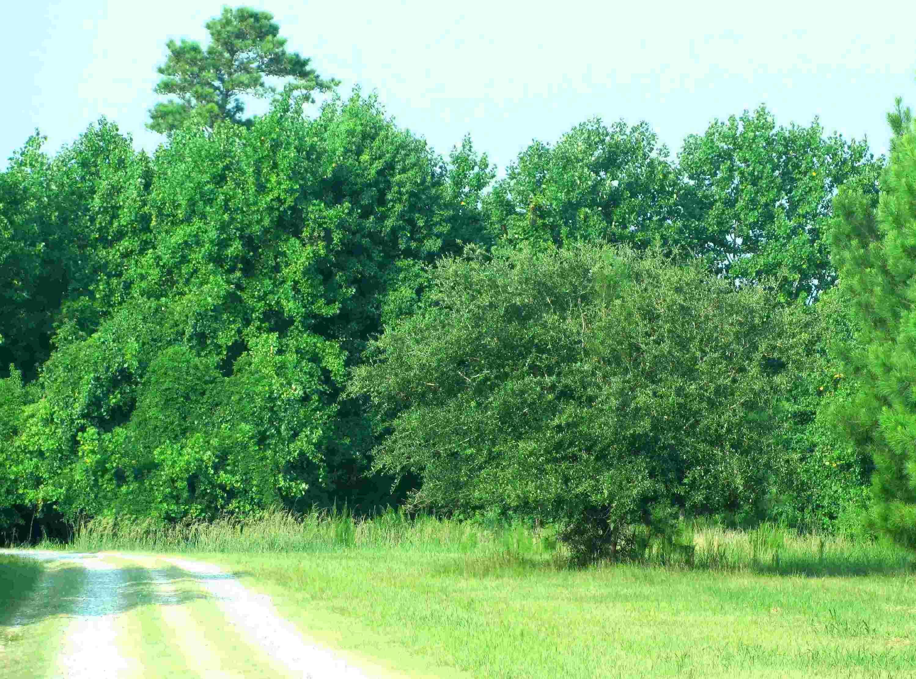 Hampstead, North Carolina, 173 acres For Sale, Woodland & Driveway