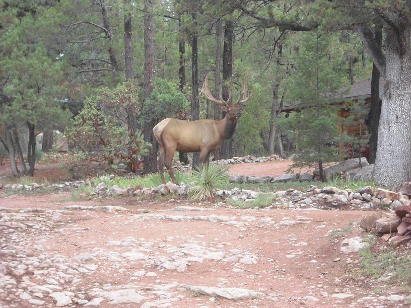 Arizona Elk