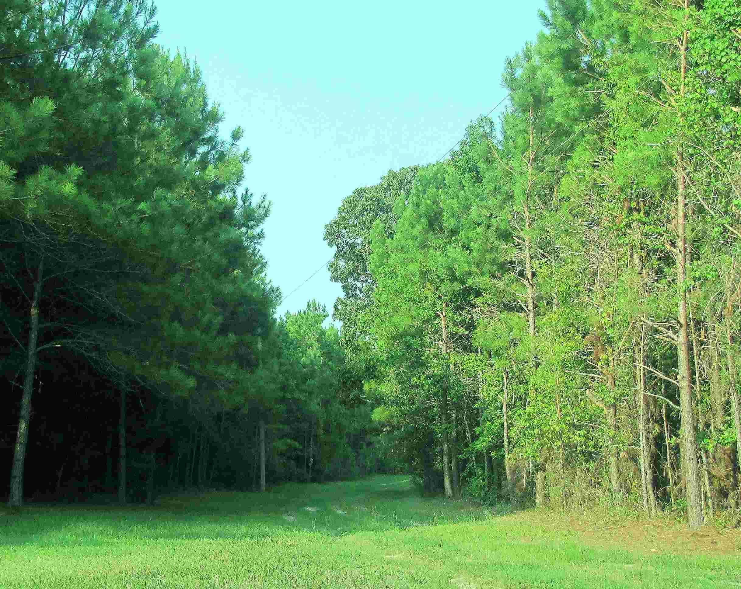 Hampstead, North Carolina, 173 acres For Sale, Woodland Path