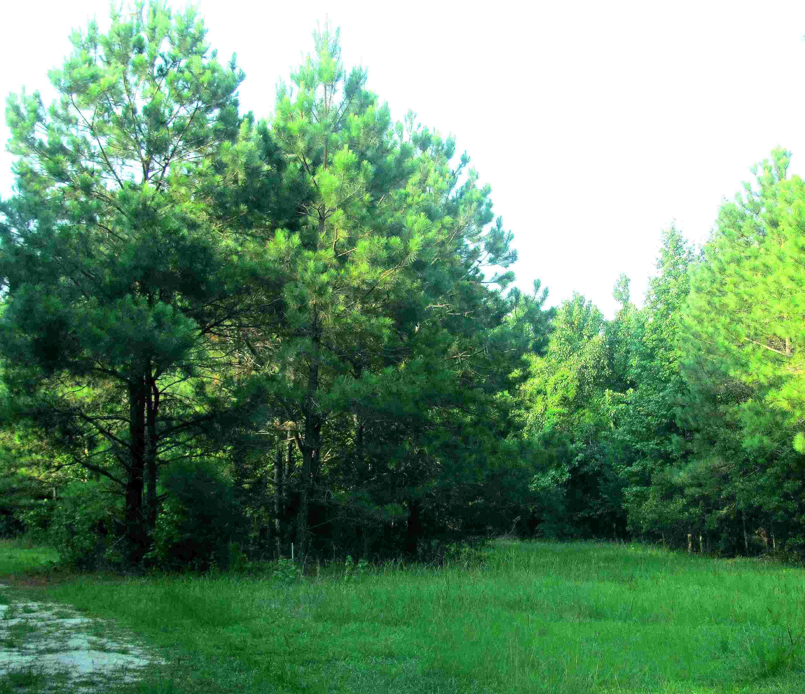 Hampstead, North Carolina, 173 acres For Sale, Woodland Clearing