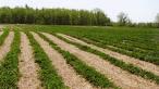 Strawberry Farm Caledonia Ontario