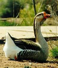 Geese and ducks are long established residents of the Verde Village Pond in Cottonwood AZ. 