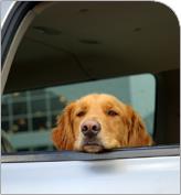 Dog looking out of car window
