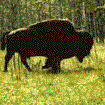 Buffalo Photo