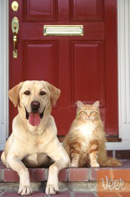 Moving with your cat and dog