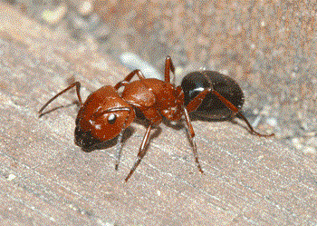 Carpenter ant major worker.  Photographer M. Merchant