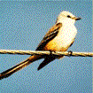 Scissor-tailed Flycatcher Photo