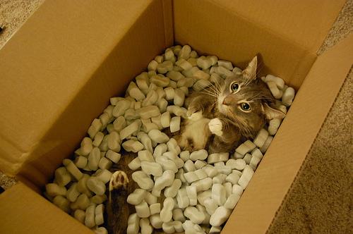 Moving with pets_ cat_  in a box