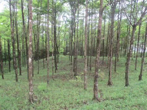 22 acres of trees