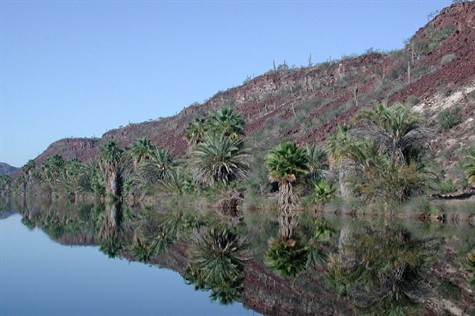 San Ignacio Lagoon