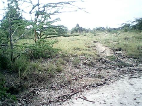 Land for Sale in Msabweni Kenya