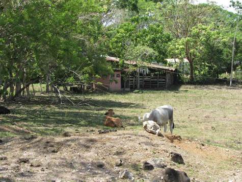 12.75 ACRES - Flat Usable Pasture Land With Paved Road Frontage In Town Of Hatillo!!!