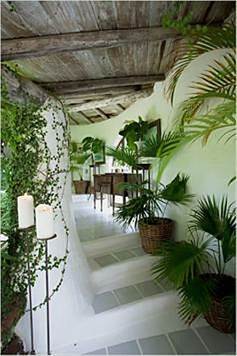 Barbados Luxury,   Array of Plants and Plant-pots