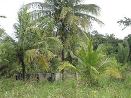 4 Coconut Trees on Parcels in front