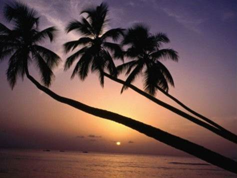 Barbados Luxury,   Sunset with Palm-trees