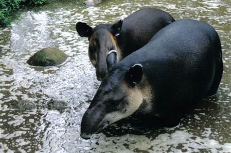 Tapirs640x