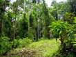 Lots and Land for Sale in Osa, Puntarenas $45,000