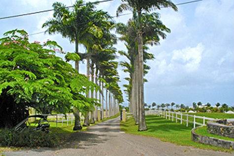 Barbados Luxury,  Long palm lined driveway