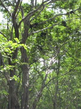 Howler monkeys at the property's trees in green season