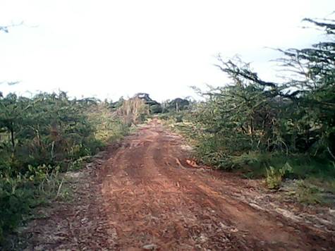 Murram road that sub-divides the 110 acre land