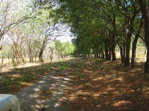 Roadway through trees