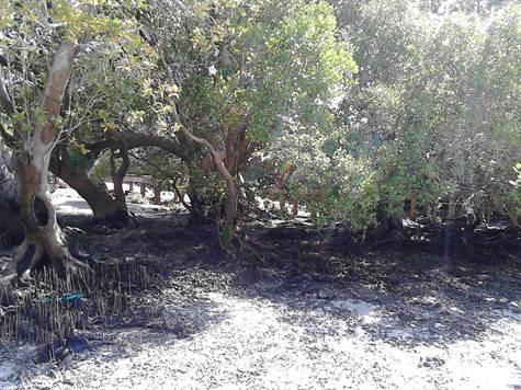 Photos of Mangroves near the Chale Island