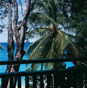Barbados Luxury,   Close-up of Palm Trees