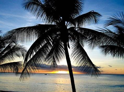 Barbados Luxury,  Shot of Palm Tree and Sunset