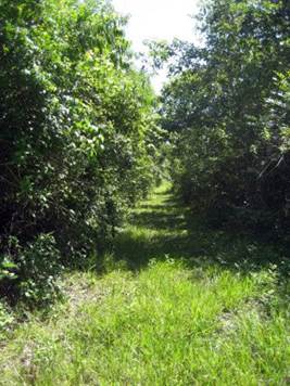 Driveway to 10 Acres