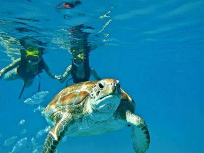 Barbados Luxury, Leather-back Turtle Shore Excursion