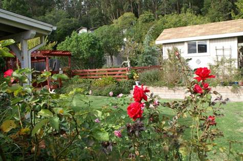 backyard-roses
