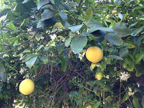 Gratefruit tree