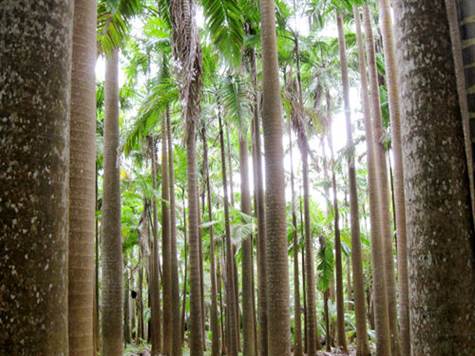 Barbados Luxury,  Abundance of Trees