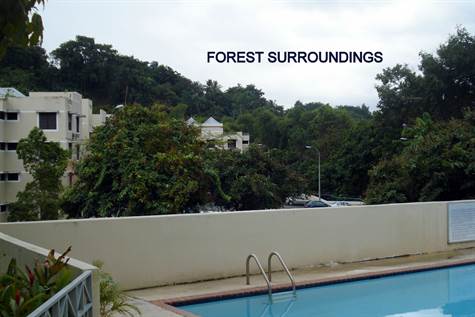 BR-Forrest Surroundings