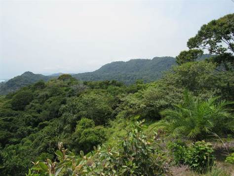 264 ACRES - Amazing Front Ridge Developemnt Property With Ocean Views, Rivers And Waterfalls!!!