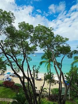 Barbados Luxury,   Shot- of Palm Trees