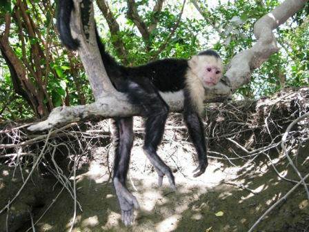 CR Capuchin.jpgweb