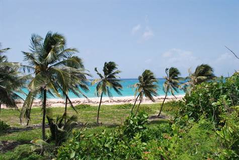 Barbados Luxury, Area situated near Palm trees