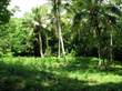 Lots and Land for Sale in Osa, Puntarenas $62,500