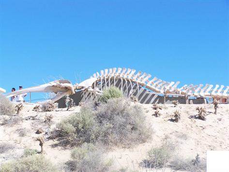 Whale Skeleton at CEDO