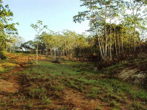 Finca 32 hects  (2)