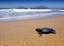 Sea Turtles are a protected specie by Mazatlan law and make Mazatlan thier home each year during birthing season. On the southern point of Mazatlan a Sea Turtle Sanctuary can be found
