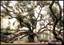 Angel Oak-1400 years ofd