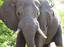 okavango-elephant