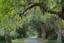 Oak lined entrance to Boone Hall