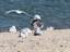 Seagulls basking on the shore