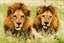 lions-males-botswana-lw