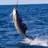 World-class sportfishing for Marlin, Swordfish, Mahi Mahi and many other species